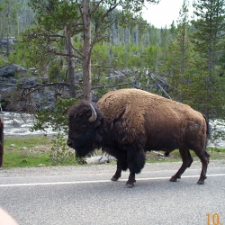 Yellowstone2005